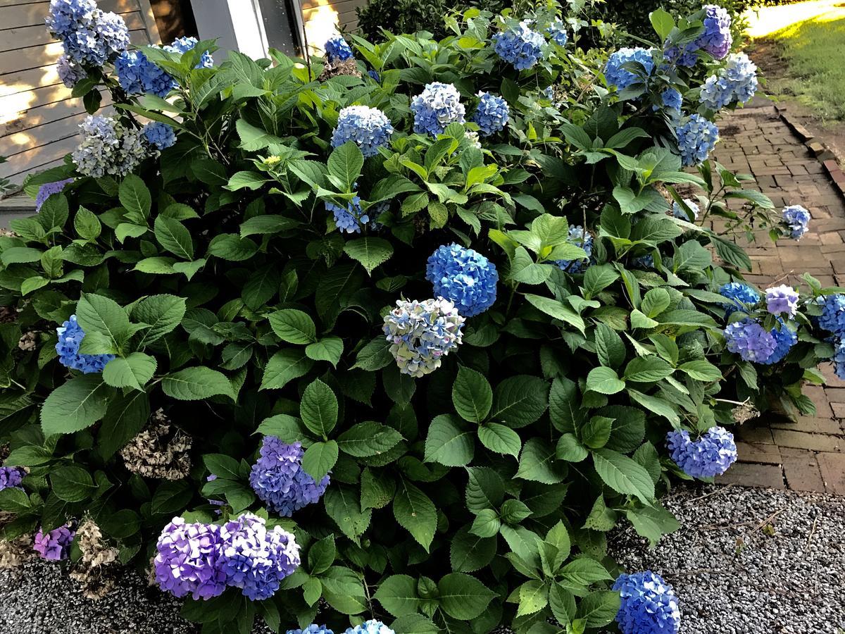 Rosewood Manor House B&B Marion Bagian luar foto