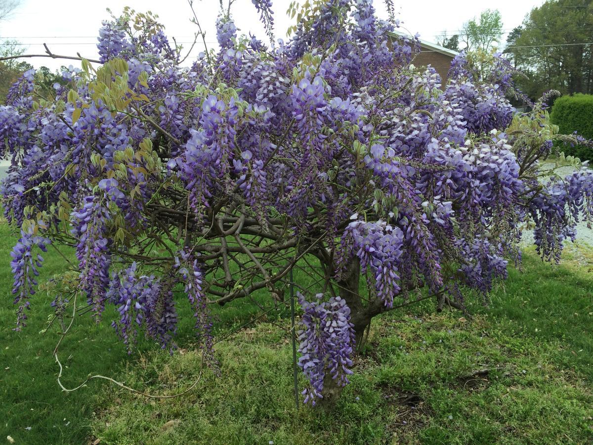 Rosewood Manor House B&B Marion Bagian luar foto